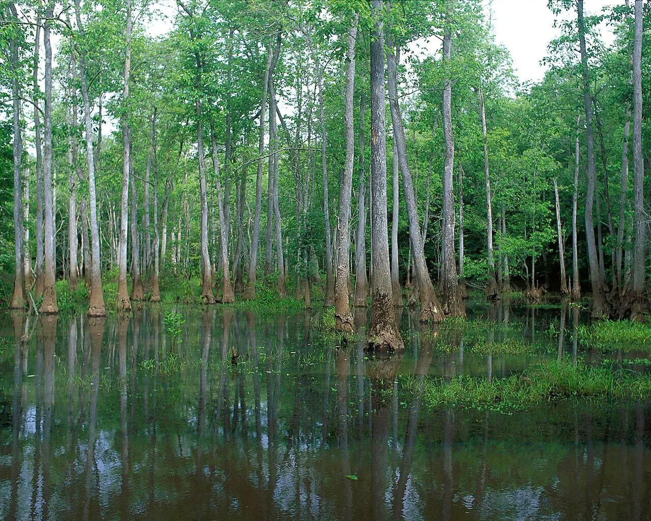 Trees reflected in the wetlands at Bond Swamp National Wildlife Refuge.