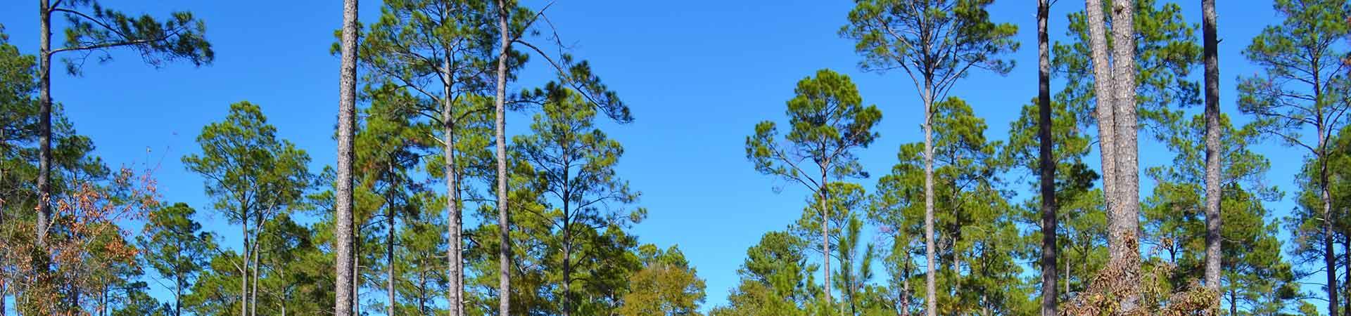 Tall pines and blue sky at Flint River Wildlife Management Area.
