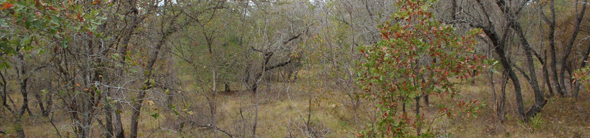 Sandhill woodland habitat at Alligator Creek Wildlife Management Area.