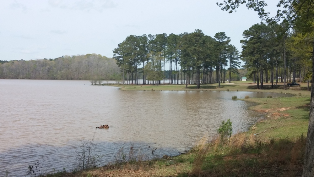 Brush Creek Park shoreline with a pine grove and picnic area beside the water.