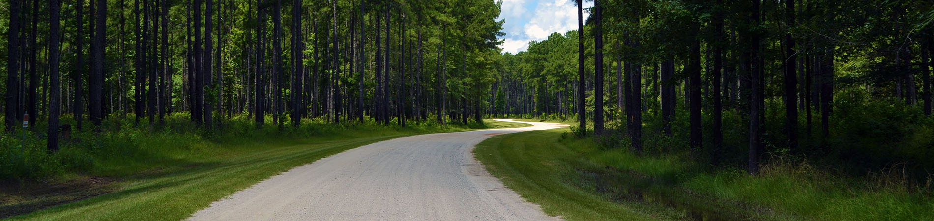 An unpaved road winding through pine forest at Bullard Creek Wildlife Management Area.