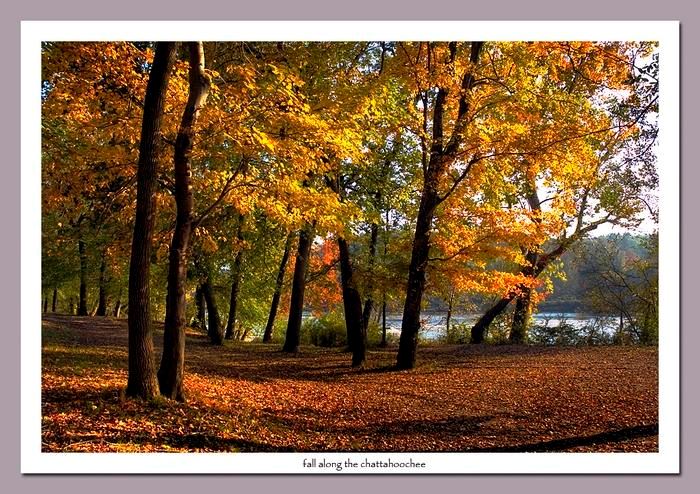Autumn woods beside the Chattahoochee River at McIntosh Reserve Park.