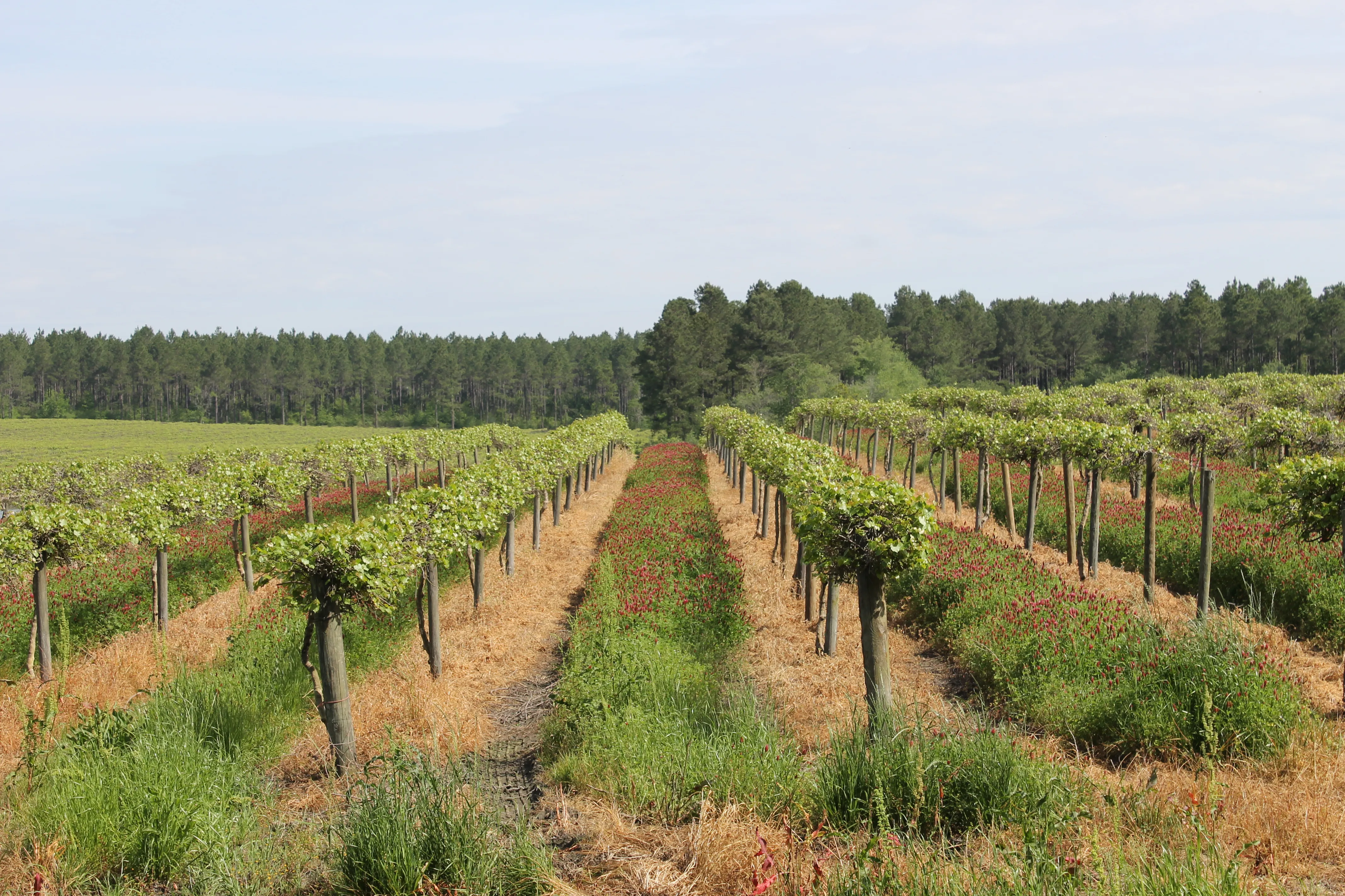 Rows of trellised muscadine vines and flowering cover crop at Paulk Vineyards in Wray.