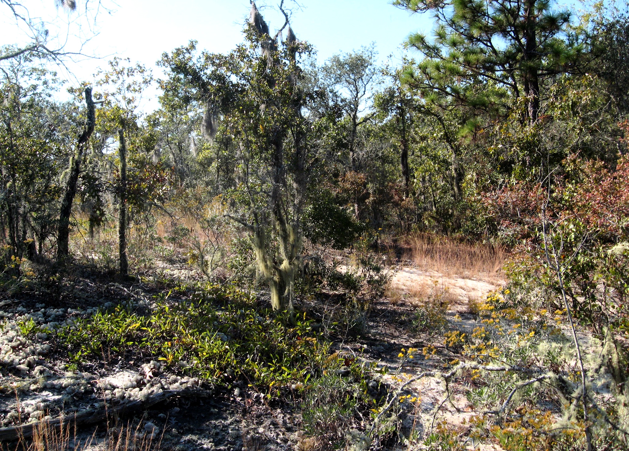 A white sandy path through longleaf pine and scrub habitat at Big Hammock Wildlife Management Area.