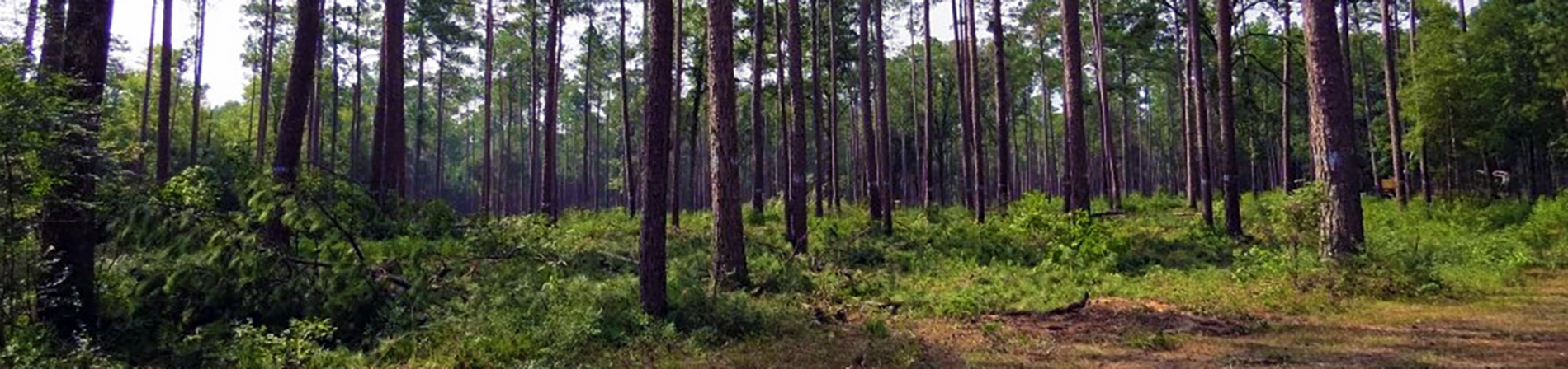 Open old-growth longleaf pine woodland at Moody Forest Wildlife Management Area.