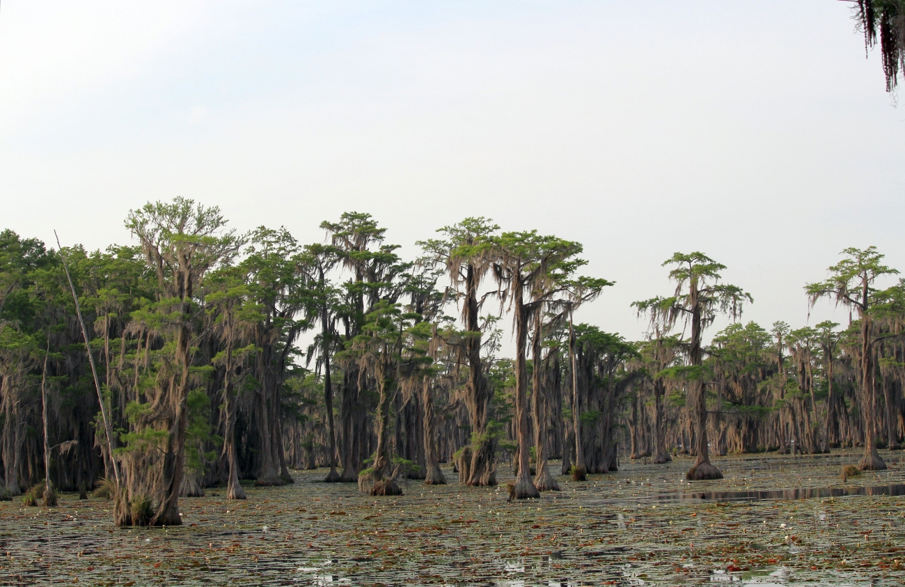 Moss-draped cypress trees rising from a carpet of water lilies at Banks Lake National Wildlife Refuge.