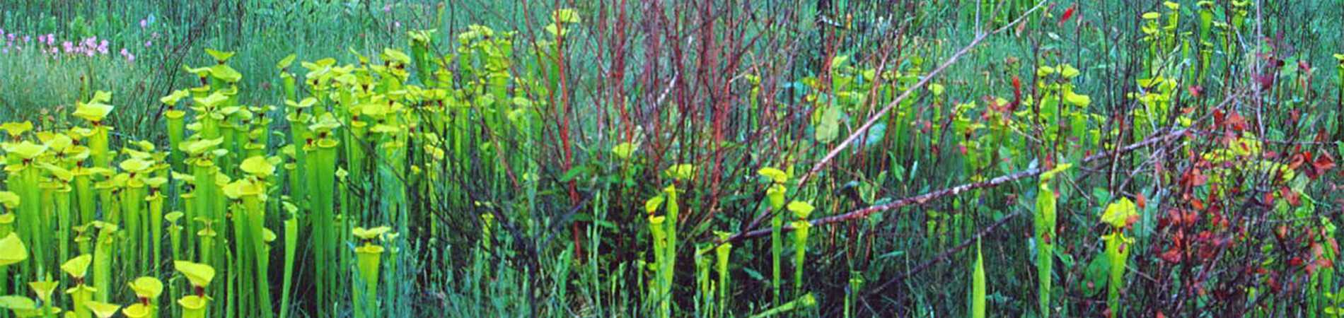 Dense golden trumpet pitcher plants and other wetland vegetation in Doerun Pitcherplant Bog WMA.