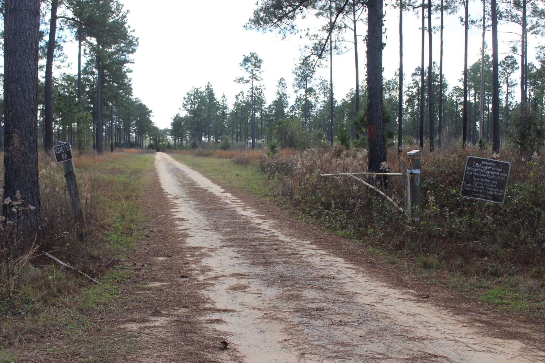 The Gate 9 sign and unpaved road entering Chickasawhatchee Wildlife Management Area.