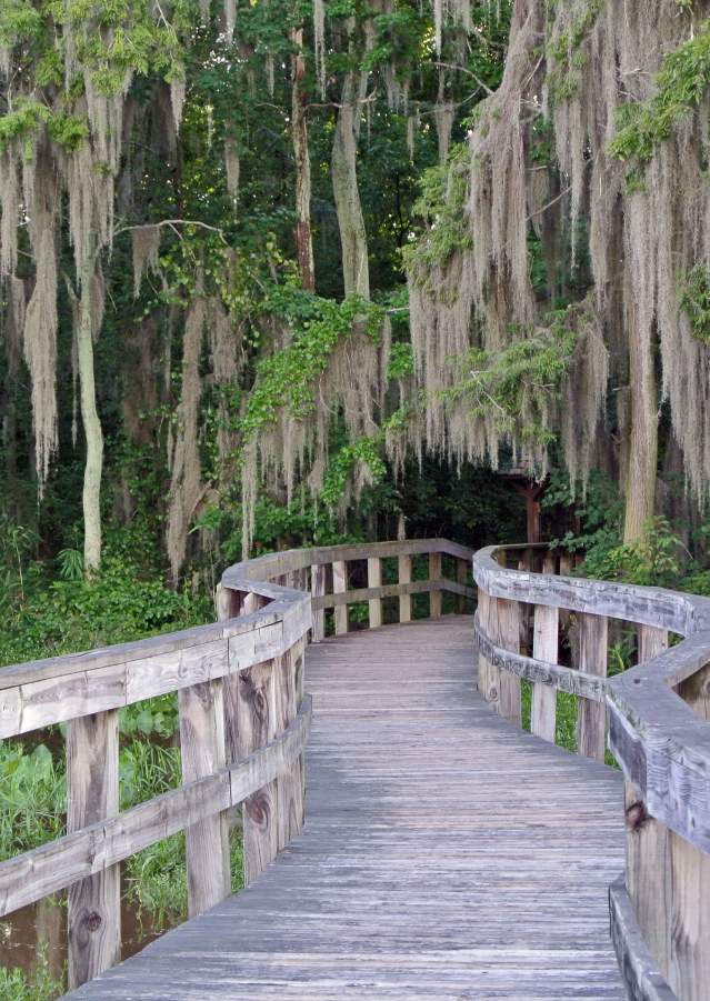 A wooden boardwalk curves through moss-draped trees at Phinizy Swamp Nature Park.