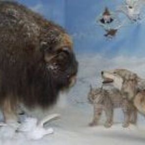 A wildlife habitat diorama inside the small Tyson Steel Wildlife Museum.