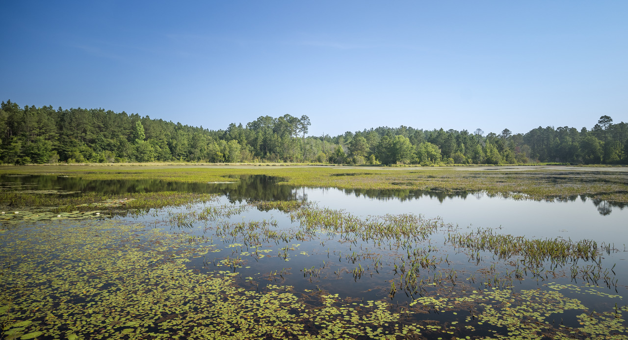 Quiet lake cove and shoreline vegetation at Hugh M. Gillis Public Fishing Area.