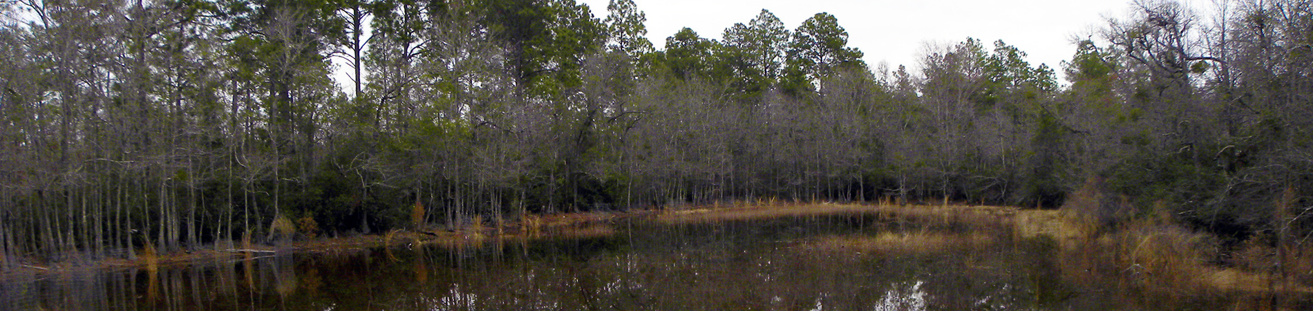 Salamander Pond and its wooded shoreline at Ohoopee Dunes Wildlife Management Area.