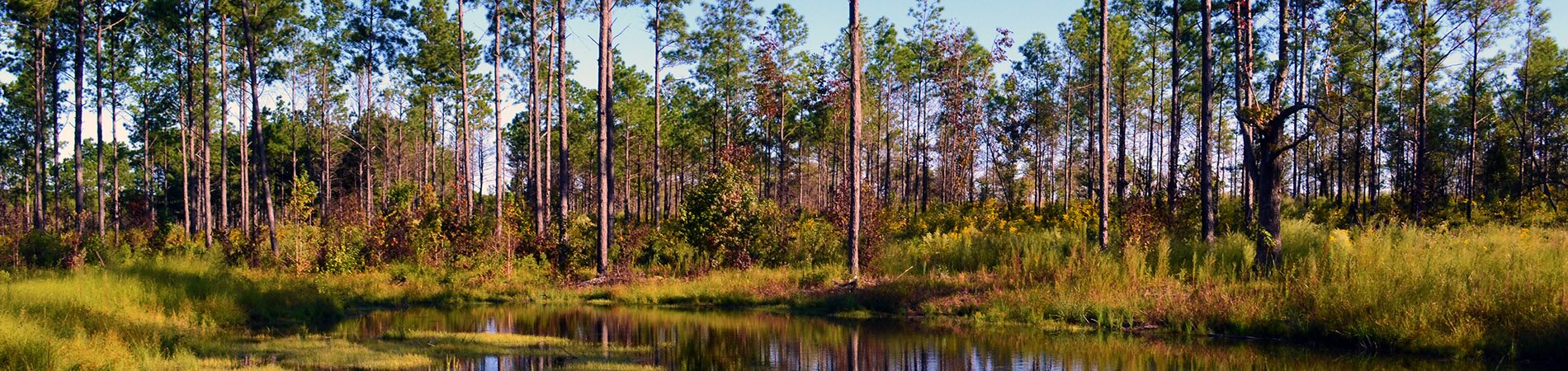 A woodland pool and pine trees at Sandhills Wildlife Management Area West